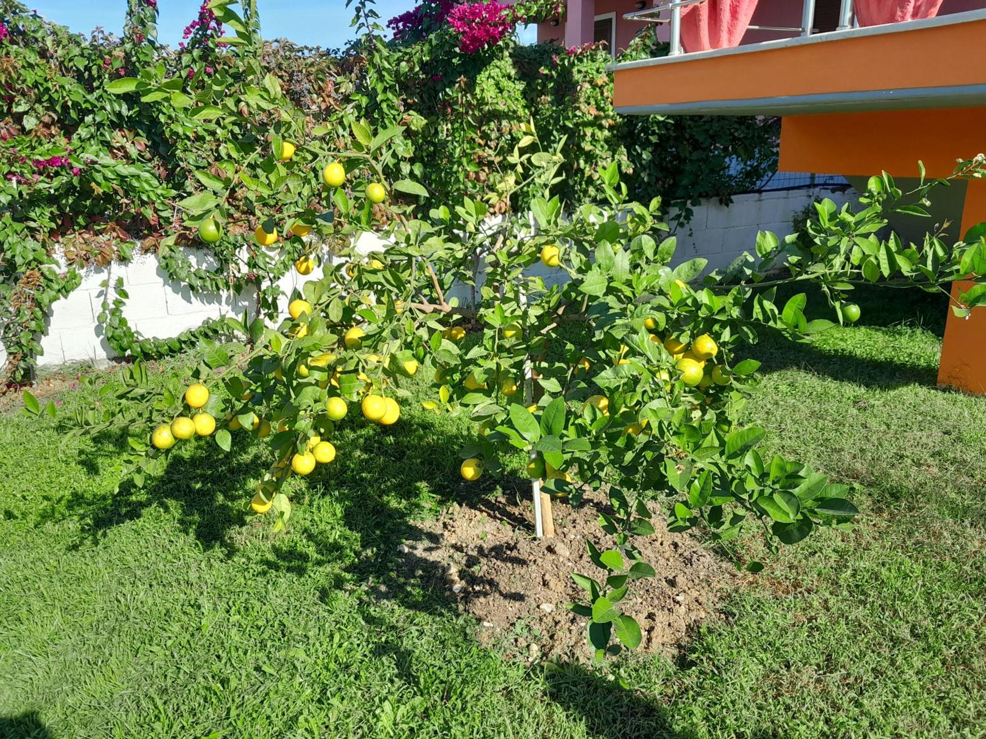 Villa Orange Vlore Ruang foto